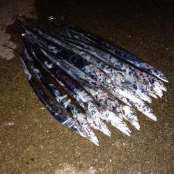 小さいけど爆釣